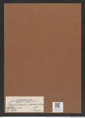 Triceratium subcornutum Grun. (de-Toni-Nr.: Genus 137, Species 3660) Zeichnungen Sammlung Grunow Mappe 03791 (Herbarium_W_Grunow_drawings_Folder_03791)